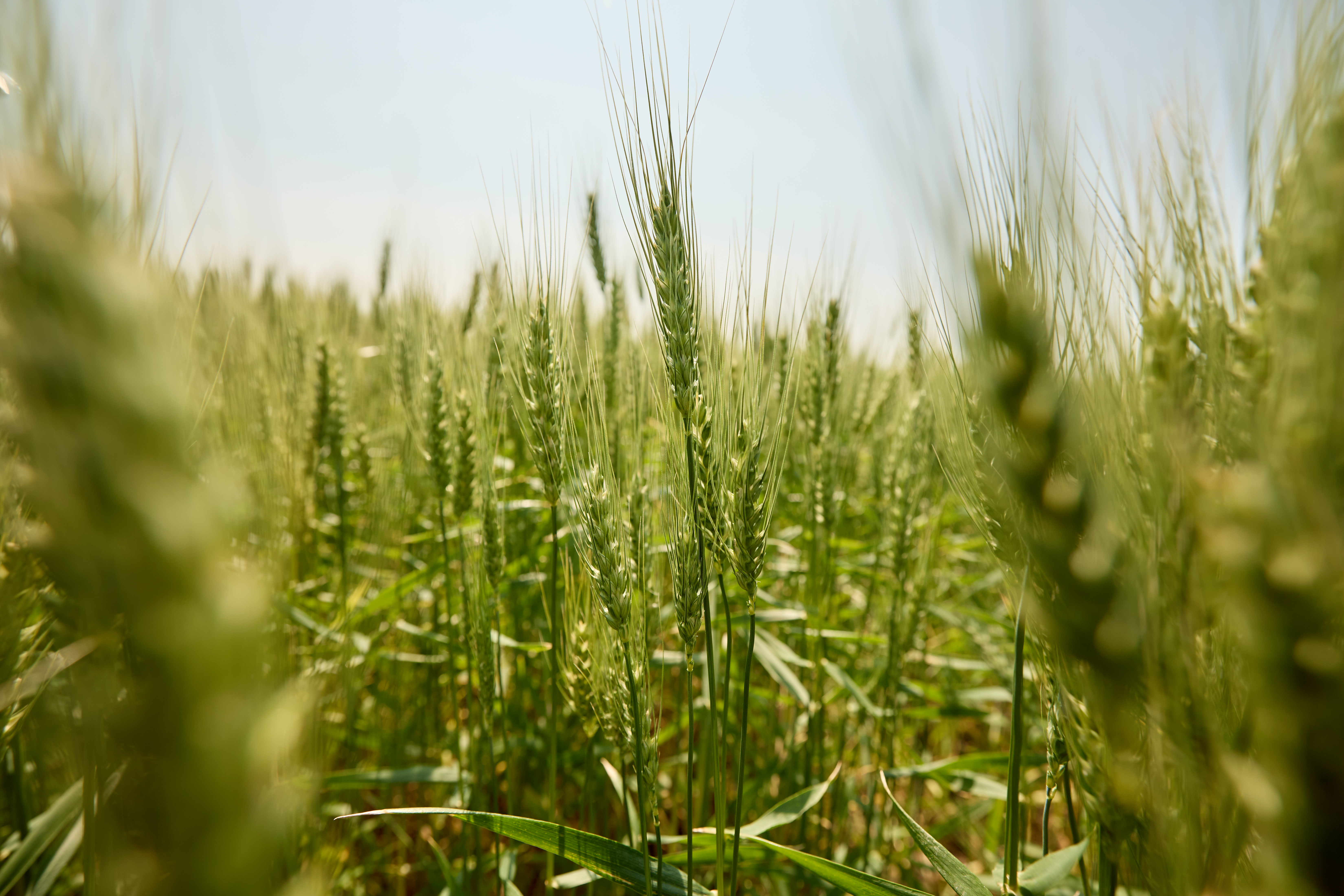 Close up of wheat